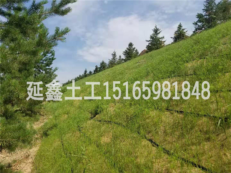 植被毯中的草籽应该如何选择?(图2) 植被毯中的草籽应该如何选择?(图2)