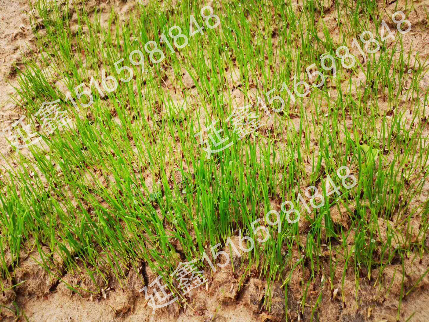 植生毯的绿化能力怎么样?(图2) 植生毯的绿化能力怎么样?(图2)
