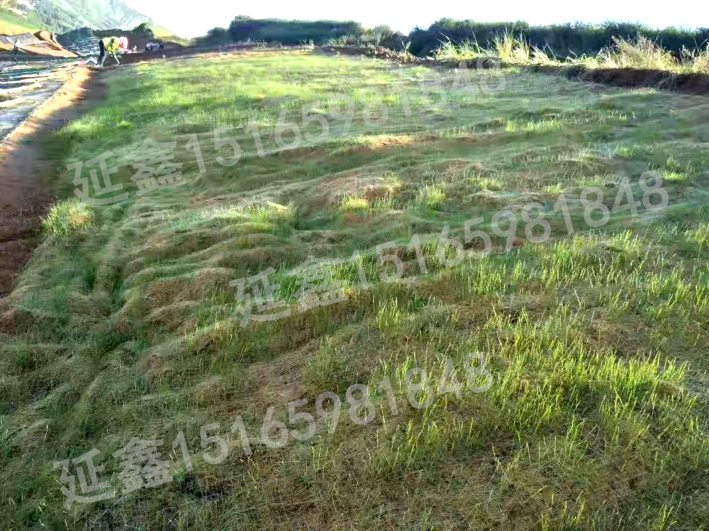 植生毯如何实现边坡绿化?(图2) 植生毯如何实现边坡绿化?(图2)