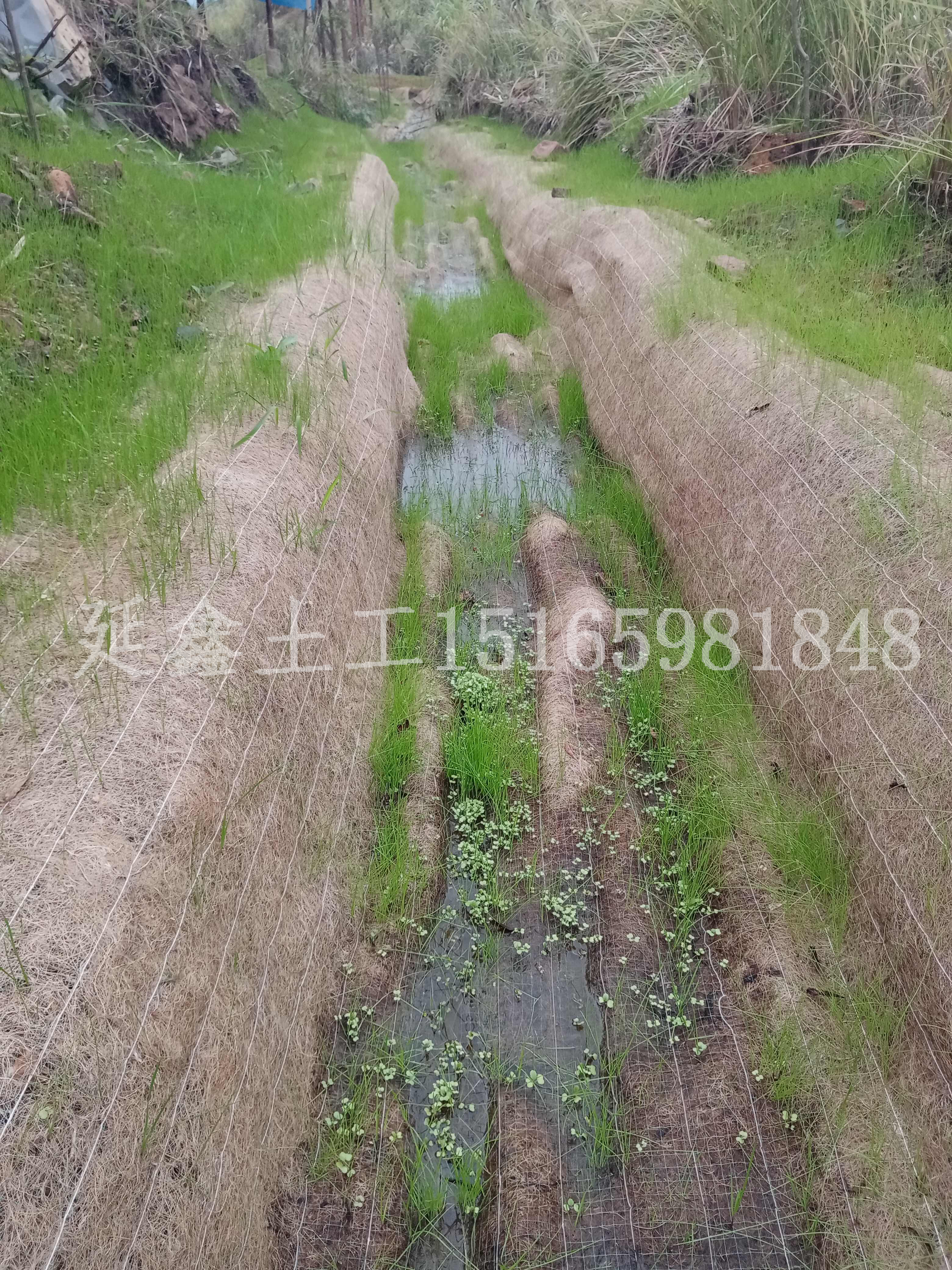 植被毯公园绿化养护项目怎么选择?(图1) 植被毯公园绿化养护项目怎么选择?(图1)