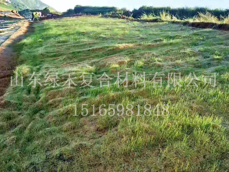 重庆市南岸区生态修复绿地工程(图1)